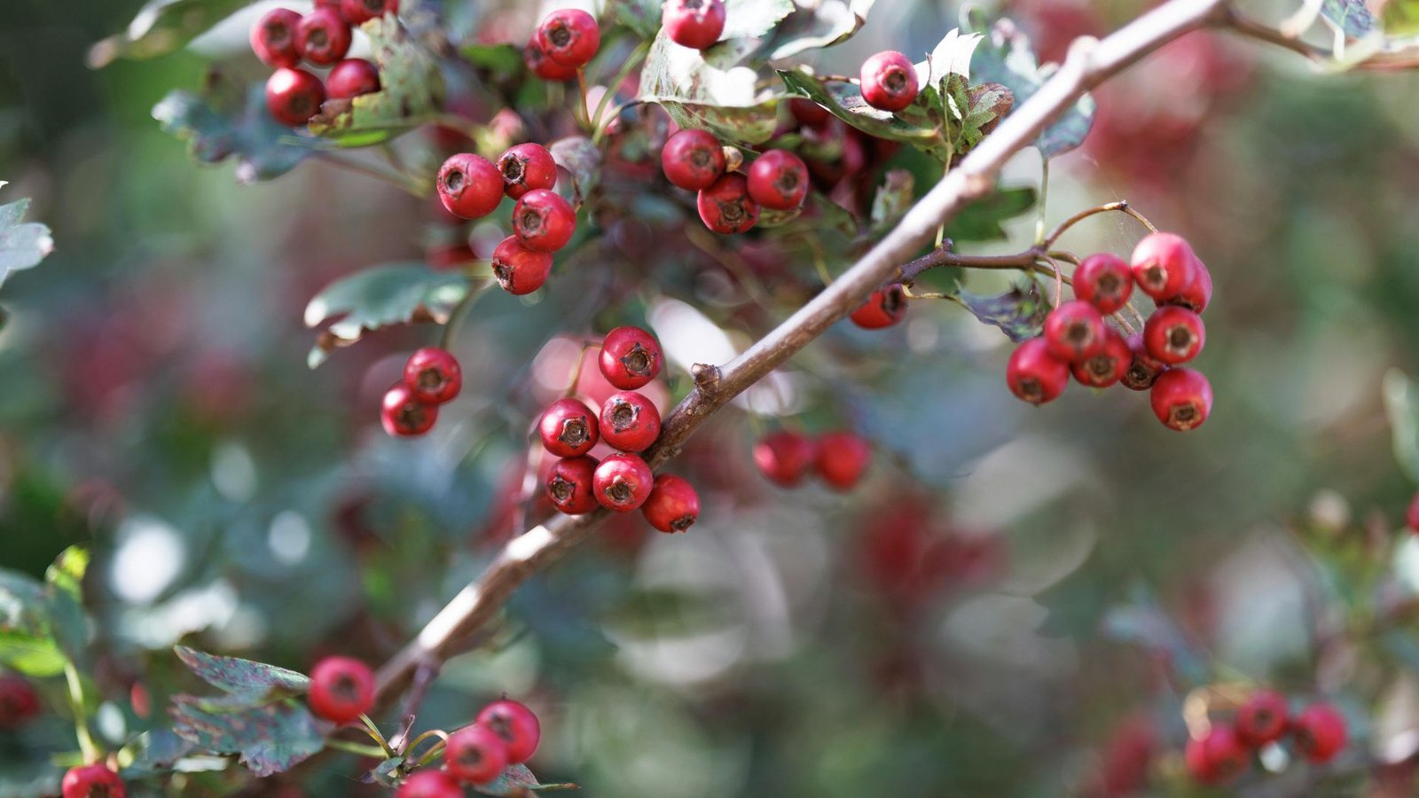 Cueillette gourmande d'été