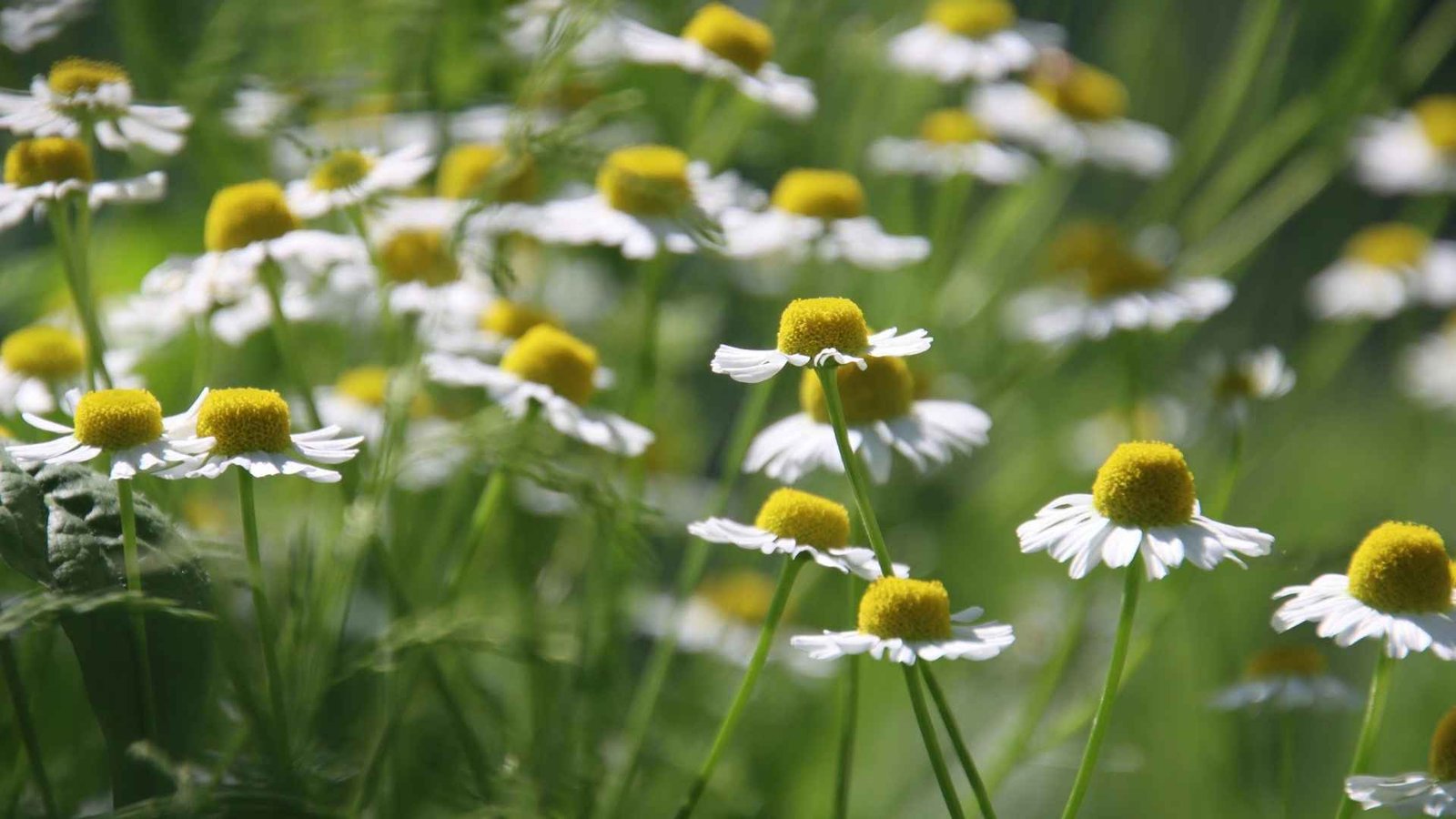Balade de cueillette au printemps